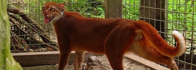 10 Hewan Langka di Indonesia dan Gambar